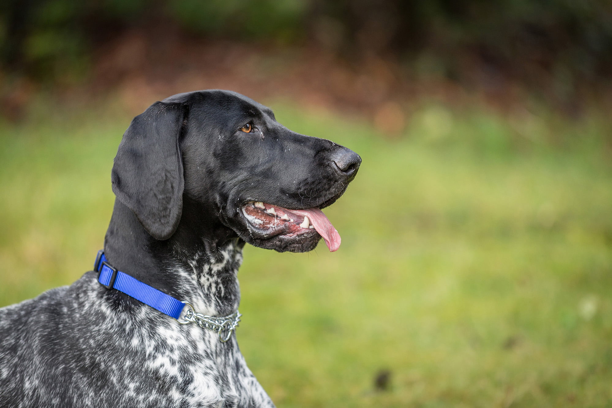 German Shorthaired Pointer Puppy Obedience Training Ireland