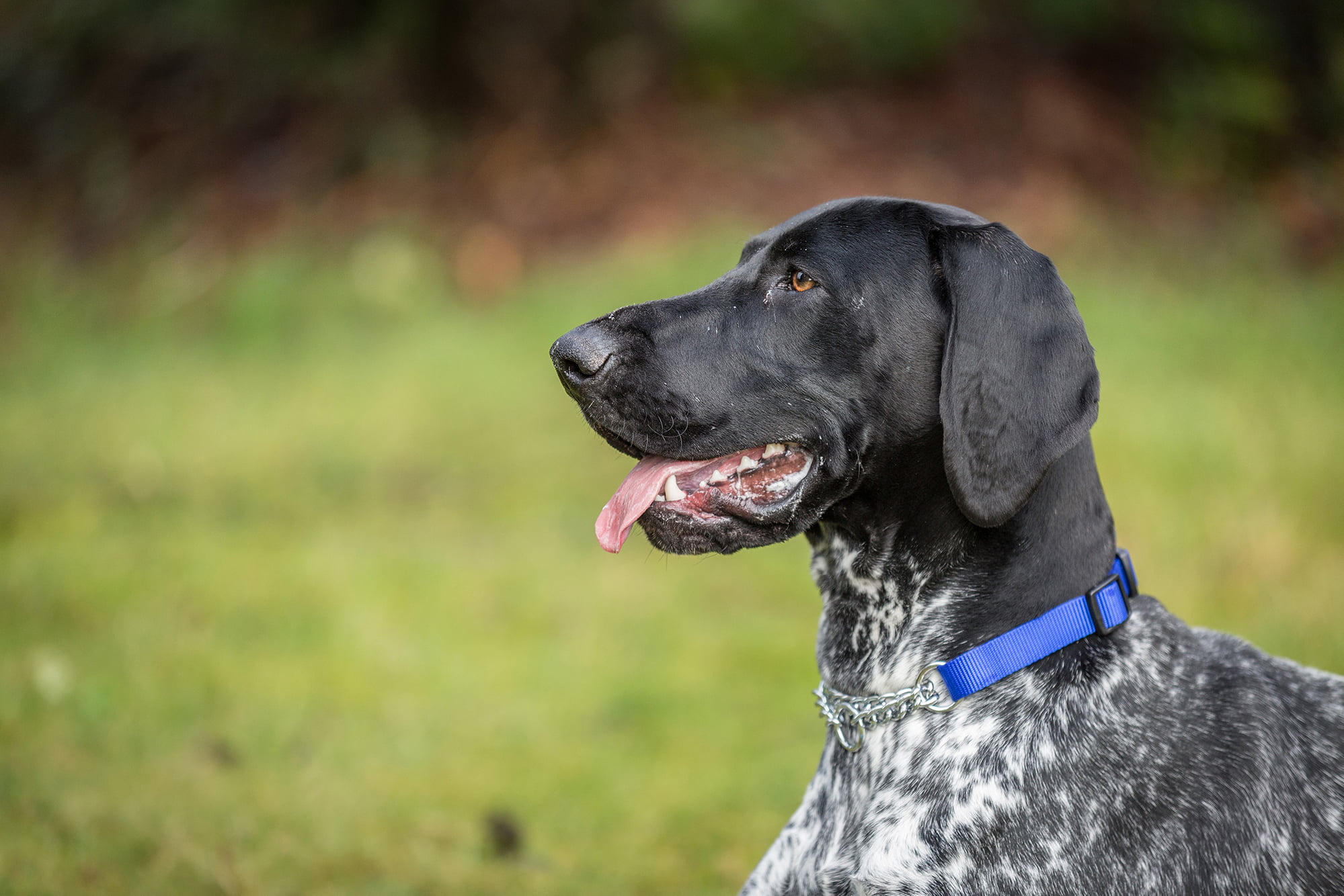 German Shorthaired Pointer Puppy Obedience Training Ireland