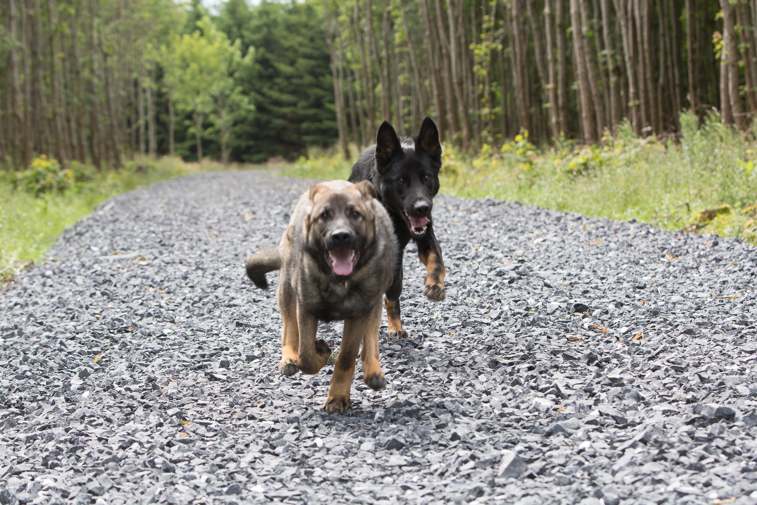 German Shepherd Puppies Dog Obedience Training Ireland