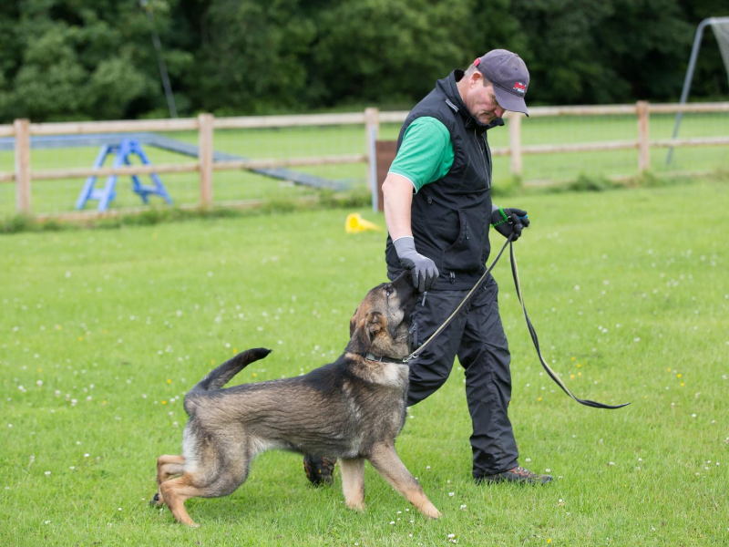 What is IGP Dog Training: A Comprehensive Guide