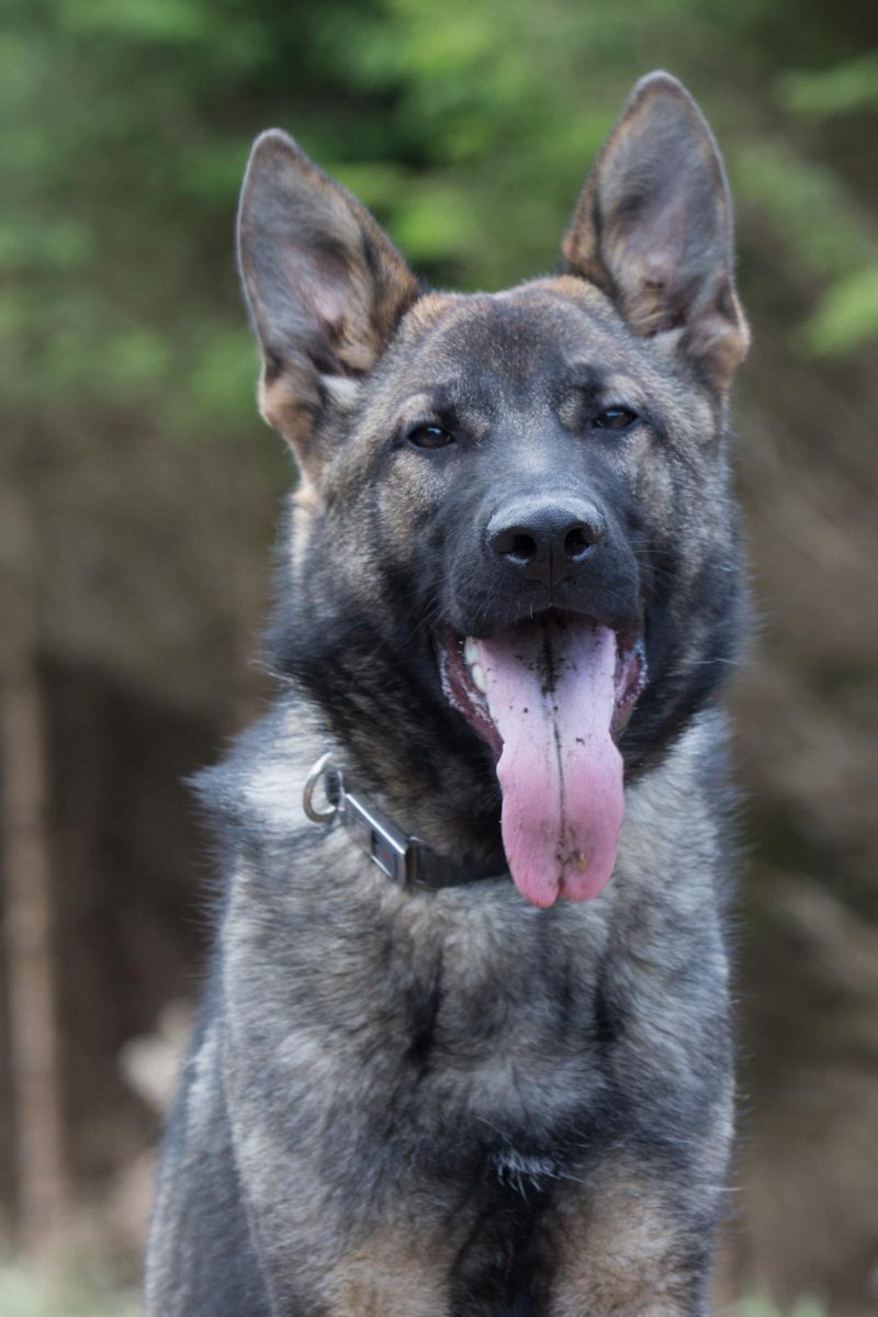 German Shepherd German Shepherd Residential Dog Training Ireland