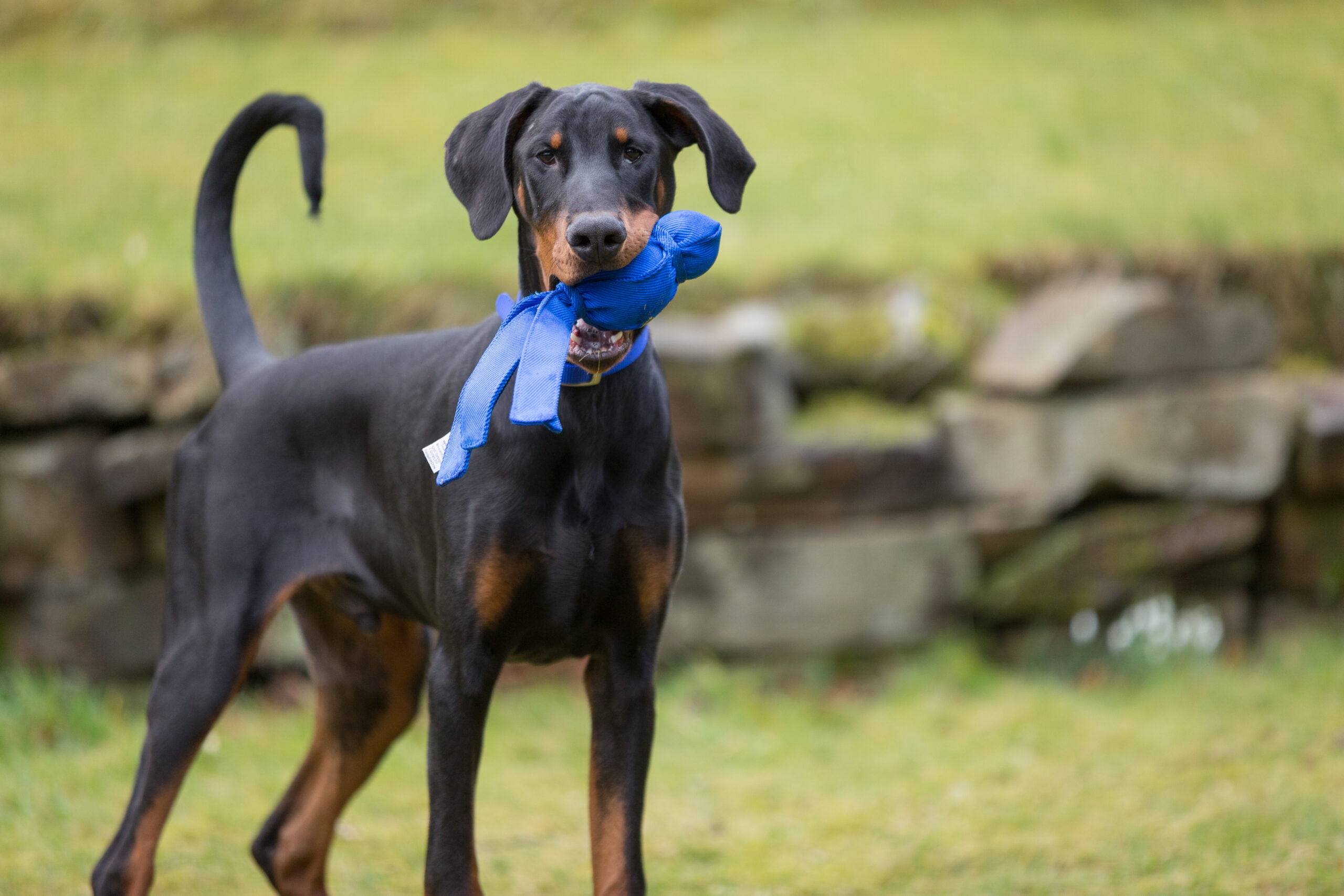 Dobermann Puppy Puppy Obedience Training Ireland
