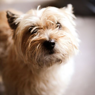Terrier Dog Obedience Training Ireland