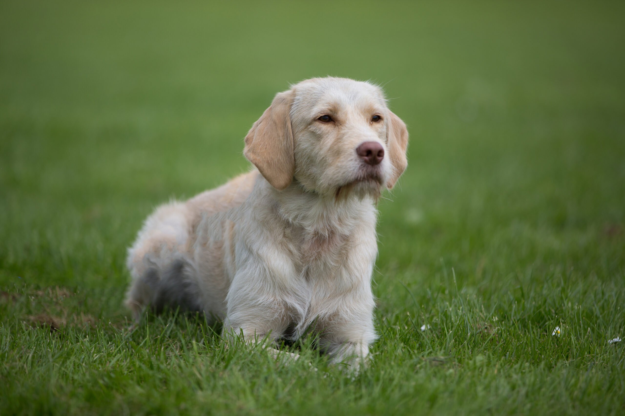 Labradoodle Labradoodle Pet Dog Training