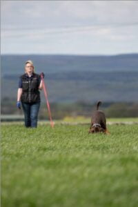 lucia track Labradoodle Pet Dog Training