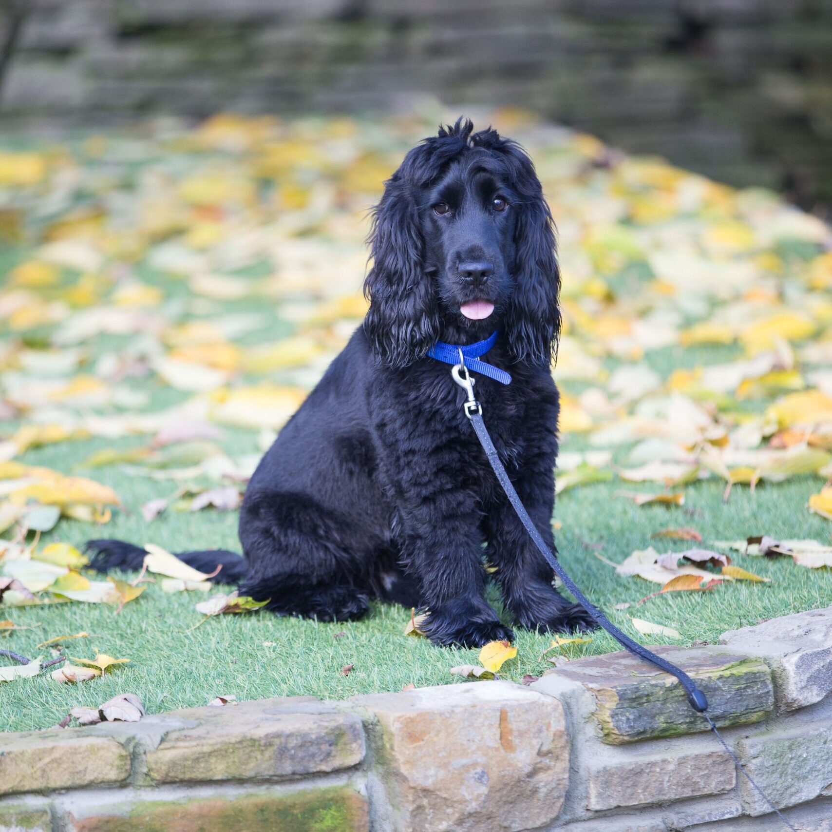 cocker spaniel
